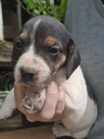 Aspen, a female Beagle and Labrador Retriever for sale in Appomattox, VA – 3 of 8