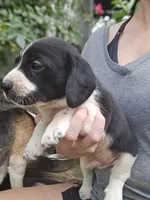 Lenny, a male Beagle and Labrador Retriever for sale in Appomattox, VA – 2 of 8