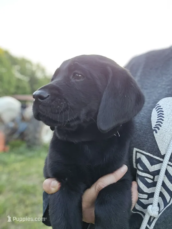 Major – Labrador Retriever puppy for sale in Appomattox, VA