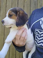 Stella, a female Beagle for sale in Appomattox, VA – 2 of 8