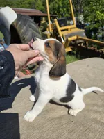 Stella, a female Beagle for sale in Appomattox, VA – 3 of 8
