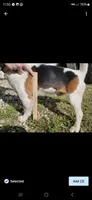 Stella, a female Beagle for sale in Appomattox, VA – 5 of 8