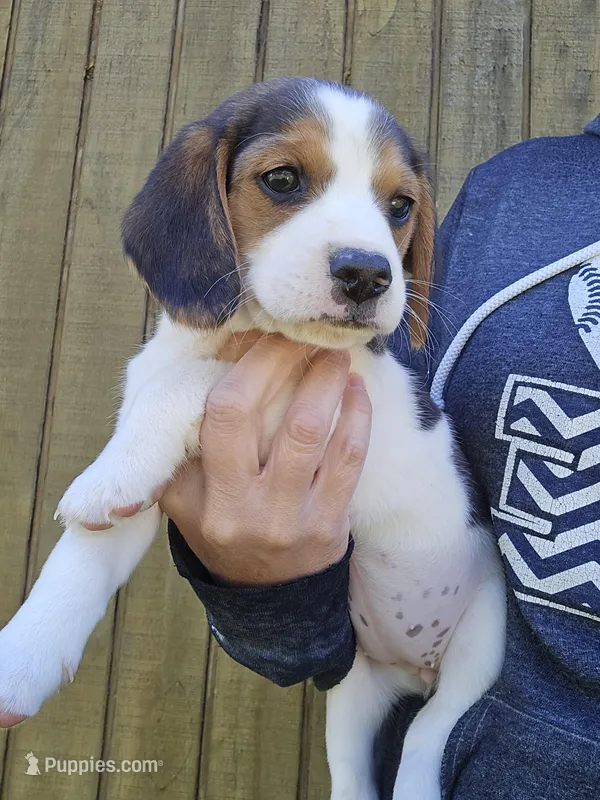 Stella – Beagle puppy for sale in Appomattox, VA