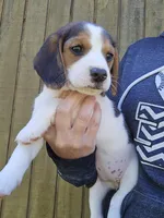 Stella, a female Beagle for sale in Appomattox, VA – 1 of 8