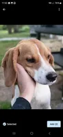 Stella, a female Beagle for sale in Appomattox, VA – 6 of 8