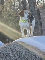Raven, a female Beagle and Labrador Retriever for sale in Appomattox, VA – 4 of 8