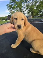 Tex, a male Labrador Retriever for sale in Appomattox, VA – 2 of 9