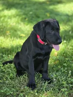 Scout, a male Labrador Retriever for sale in Appomattox, VA – 2 of 7