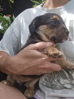 Fern, a female Beagle and Labrador Retriever for sale in Appomattox, VA – 3 of 8