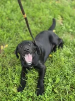 Tahoe, a male Labrador Retriever for sale in Appomattox, VA – 4 of 10