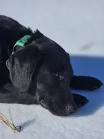 Raven, a female Beagle and Labrador Retriever for sale in Appomattox, VA – 6 of 8