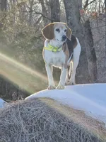 Lenny, a male Beagle and Labrador Retriever for sale in Appomattox, VA – 7 of 10