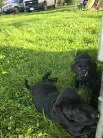 Oliver, a male Labrador Retriever for sale in Appomattox, VA – 7 of 7