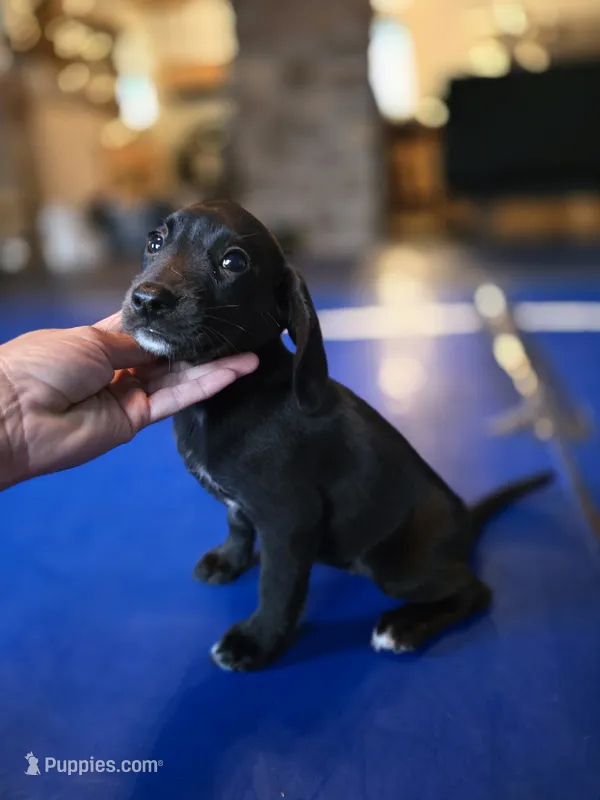 Raven – Beagle, Labrador Retriever puppy for sale in Appomattox, VA
