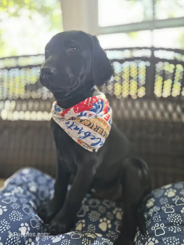 Rocky – Labrador Retriever puppy for sale in Appomattox, VA