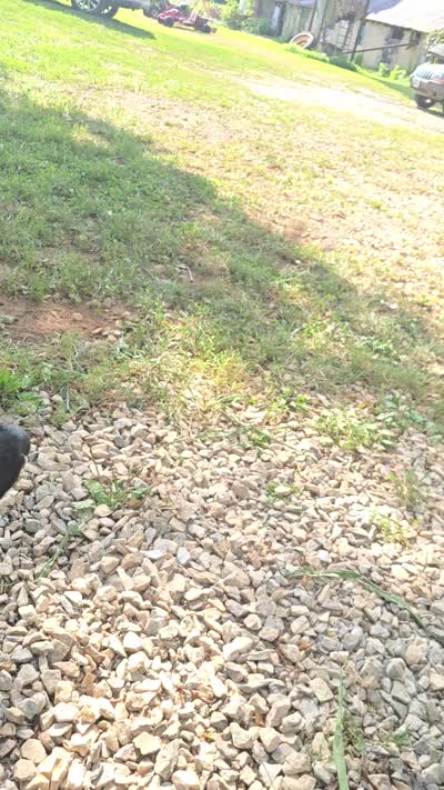 Tahoe, a male Labrador Retriever for sale in Appomattox, VA – 10 of 10