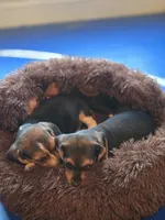 Bonnie, a female Beagle for sale in Appomattox, VA – 3 of 6
