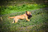 Tex, a male Labrador Retriever for sale in Appomattox, VA – 7 of 9
