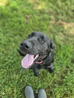 Tahoe, a male Labrador Retriever for sale in Appomattox, VA – 2 of 10