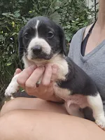 Lenny, a male Beagle and Labrador Retriever for sale in Appomattox, VA – 1 of 8