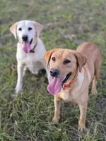 Tahoe, a male Labrador Retriever for sale in Appomattox, VA – 6 of 10