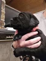 Onyx, a female Labrador Retriever for sale in Appomattox, VA – Photo 2 of 7