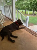 Onyx, a female Labrador Retriever for sale in Appomattox, VA – Photo 4 of 7