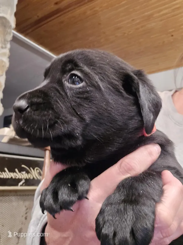 Onyx, a female Labrador Retriever for sale in Appomattox, VA – Photo 1 of 7