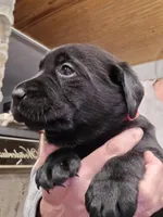 Onyx, a female Labrador Retriever for sale in Appomattox, VA – Photo 1 of 7