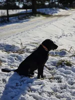 Tahoe, a male Labrador Retriever for sale in Appomattox, VA – 8 of 10