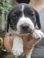 Lenny, a male Beagle and Labrador Retriever for sale in Appomattox, VA – 5 of 8