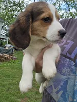 Ivy, a female Beagle for sale in Appomattox, VA – 4 of 10