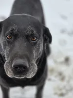 River, a male Labrador Retriever for sale in Appomattox, VA – 9 of 10
