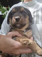 Fern, a female Beagle and Labrador Retriever for sale in Appomattox, VA – 2 of 8