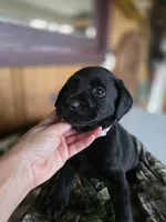 Major, a male Labrador Retriever for sale in Appomattox, VA – 4 of 8