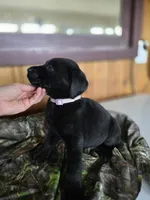 Major, a male Labrador Retriever for sale in Appomattox, VA – 2 of 8