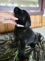 Major, a male Labrador Retriever for sale in Appomattox, VA – 3 of 8