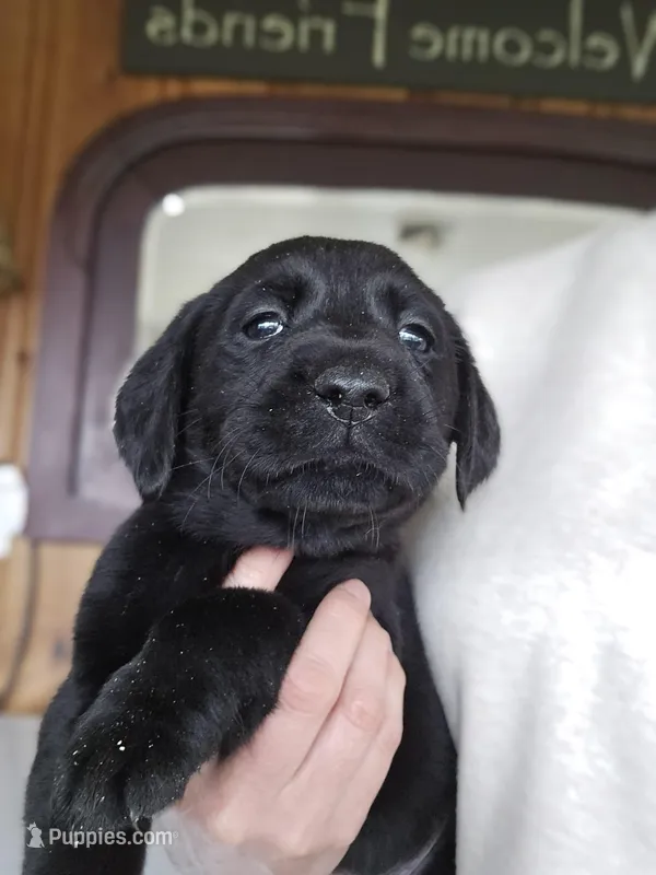 Major – Labrador Retriever puppy for sale in Appomattox, VA