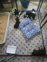 Raven, a female Beagle and Labrador Retriever for sale in Appomattox, VA – 3 of 8