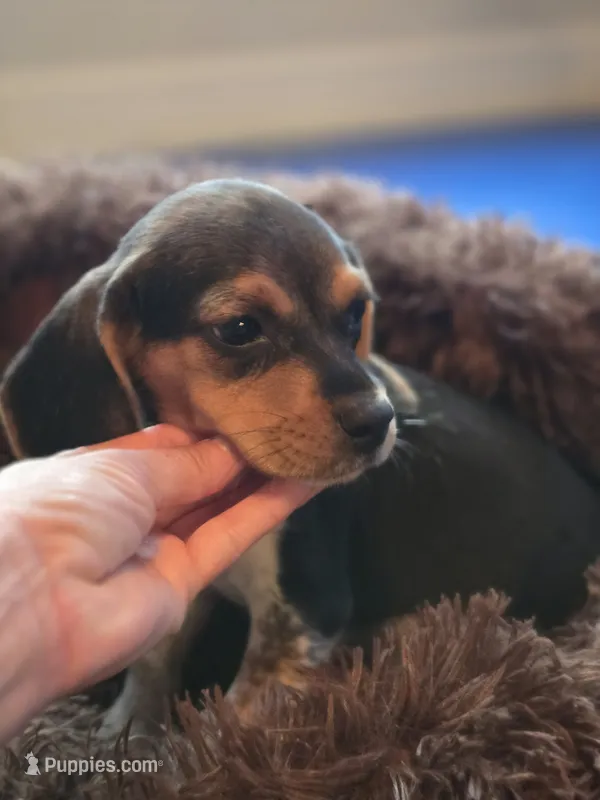 Bonnie – Beagle puppy for sale in Appomattox, VA