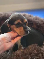 Bonnie, a female Beagle for sale in Appomattox, VA – 1 of 6