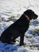 Scout, a male Labrador Retriever for sale in Appomattox, VA – 8 of 9