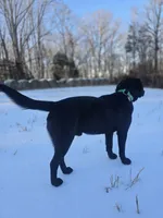 Lenny, a male Beagle and Labrador Retriever for sale in Appomattox, VA – 8 of 10
