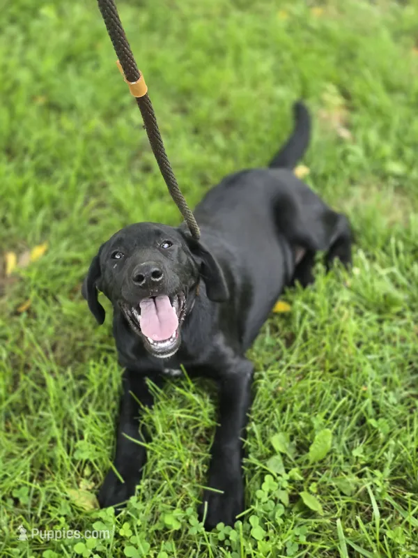 Tahoe – Labrador Retriever puppy for sale in Appomattox, VA