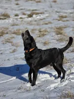 Tahoe, a male Labrador Retriever for sale in Appomattox, VA – 7 of 10