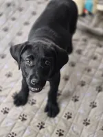 Oliver, a male Labrador Retriever for sale in Appomattox, VA – 3 of 7