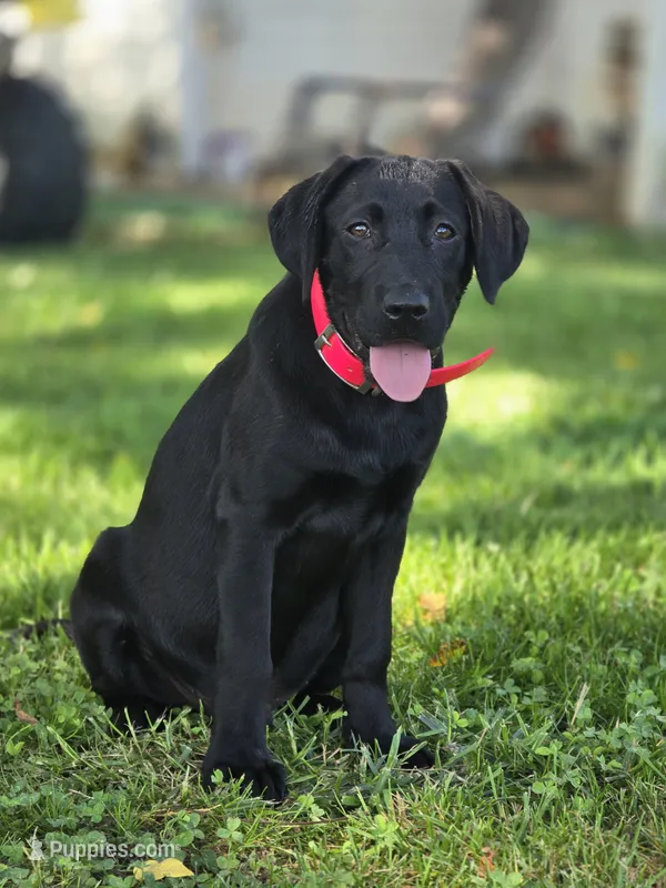 Scout – Labrador Retriever puppy for sale in Appomattox, VA