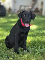 Scout, a male Labrador Retriever for sale in Appomattox, VA – 1 of 7