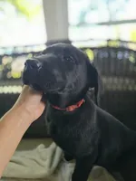 Scout, a male Labrador Retriever for sale in Appomattox, VA – 5 of 9