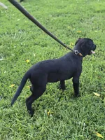 River, a male Labrador Retriever for sale in Appomattox, VA – 4 of 10